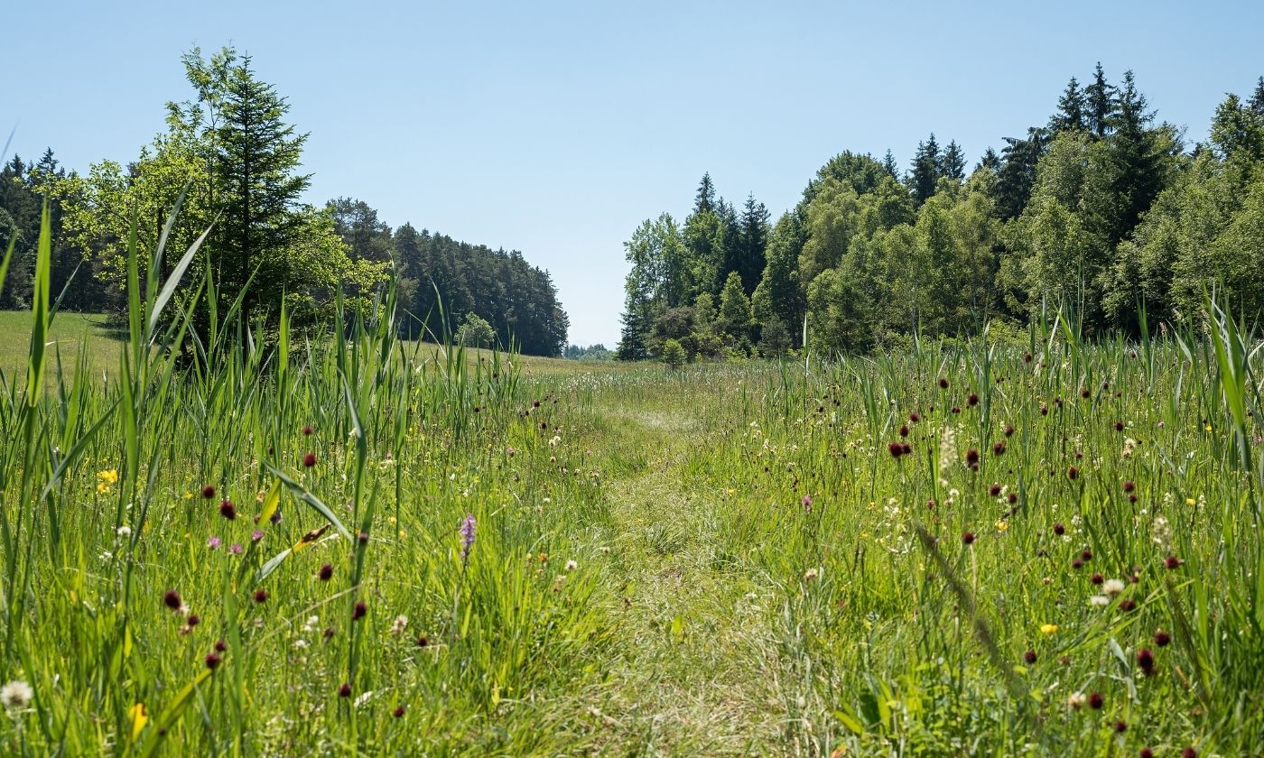 Erholung und Entschleunigung: ein Ausflug ins Grüne. © SusaZoom/Adobe Stock